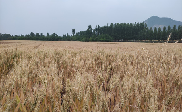 農作物秸稈 農作物秸稈